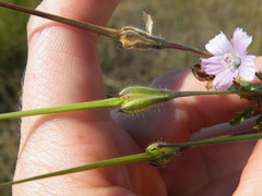 Monsonia angustifolia