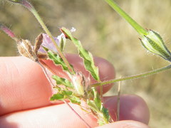 Monsonia angustifolia