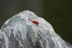 Crocothemis servilia mariannae
