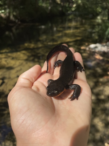 Rough-skinned Newt observed by stop4snakes