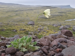 Papaver radicatum