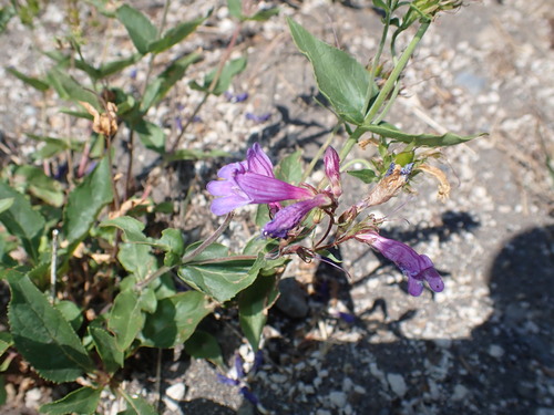 Penstemon serrulatus, photograph 4