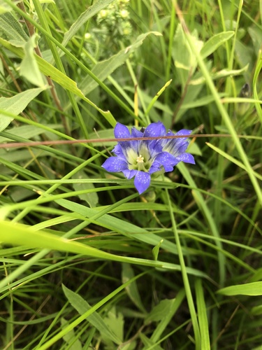 pleated gentian