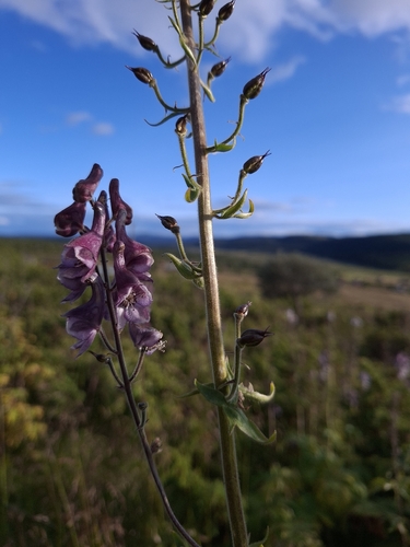 Northern Wolfsbane