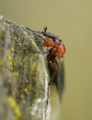 Dilophus strigilatus