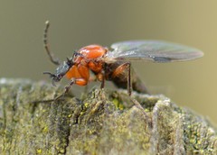 Dilophus strigilatus