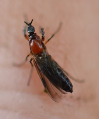 Dilophus strigilatus