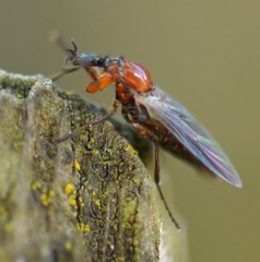 Dilophus strigilatus