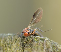 Dilophus strigilatus