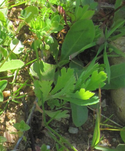 Glebionis segetum