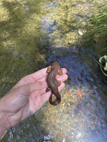 Rough-skinned Newt observed by stop4snakes