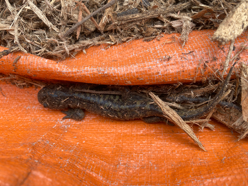 Western Tiger Salamander observed by leeann_latremouille