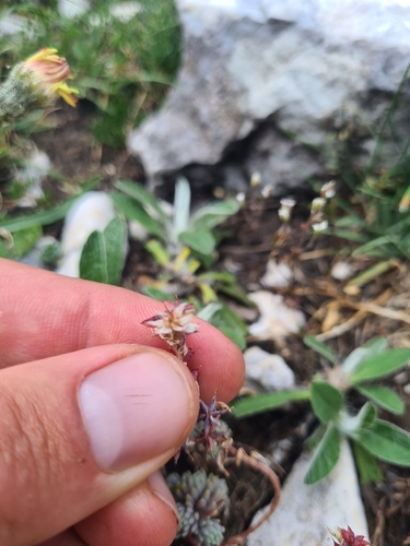 Sedum hispanicum, photograph 2