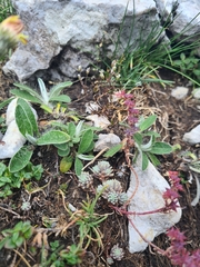 Sedum hispanicum, photograph (c) Mitch Van Dyke, some rights reserved (CC BY)