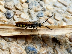 Dielis pilipes