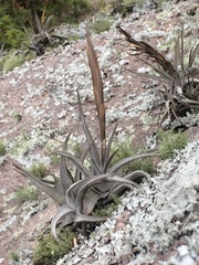 Tillandsia xiphioides