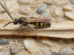 Dielis pilipes