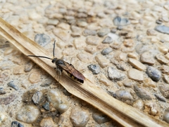 Dielis pilipes