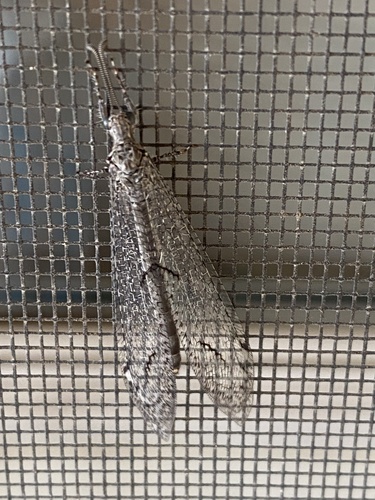 iNaturalist observation photo of Euptilon