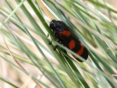 Cercopis arcuata