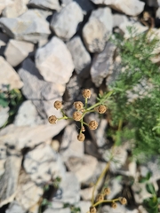 Achillea abrotanoides, photograph (c) Mitch Van Dyke, some rights reserved (CC BY)