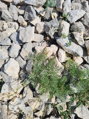 Achillea abrotanoides, photograph (c) Mitch Van Dyke, some rights reserved (CC BY)