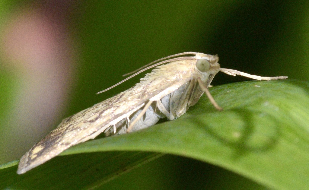 Purple-backed Cabbageworm Moth