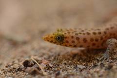 Sphaerodactylus difficilis