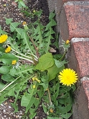 Taraxacum officinale