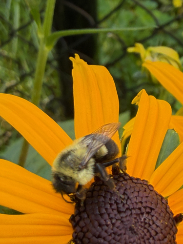 Common Eastern Bumble Bee
