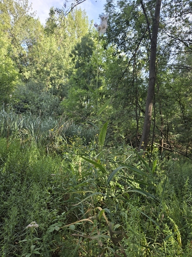 Marsh Sow-thistle