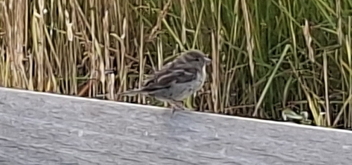 House Sparrow