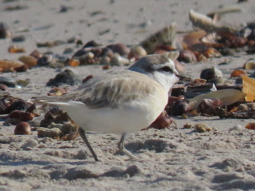 iNaturalist image