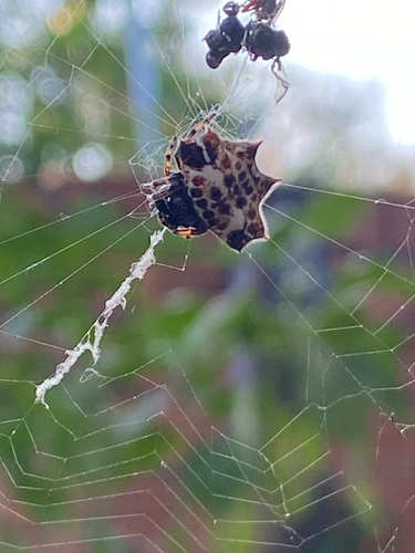 Spinybacked Orbweaver