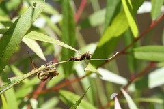Limenitis archippus