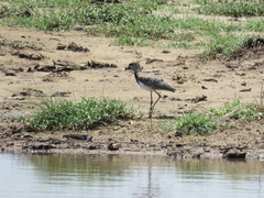 Vanellus chilensis cayennensis