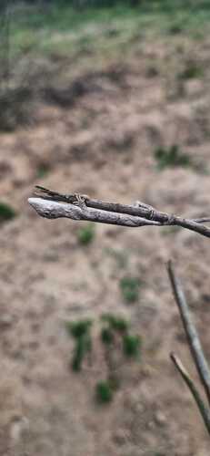 Brazilian Monkey Lizard