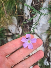 Linum alpinum