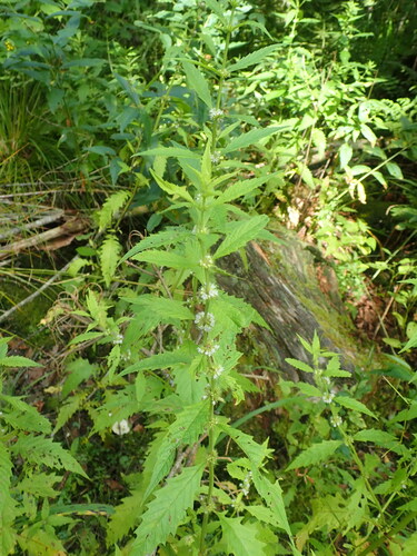 European water-horehound