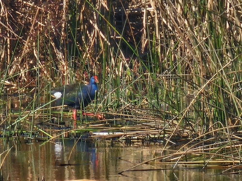 iNaturalist image