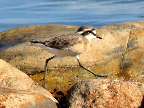 iNaturalist image