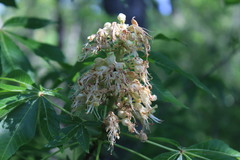 Aesculus glabra arguta
