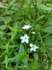 Lithophragma cymbalaria