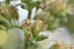 Aesculus glabra arguta