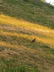 Picus sharpei