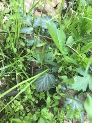 Geum vernum
