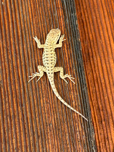 iNaturalist observation photo of Western Fence Lizard