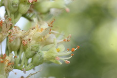 Aesculus glabra arguta
