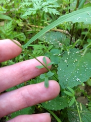 Lithophragma cymbalaria