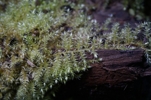 Oxyrrhynchium hians observed 2026-08-09